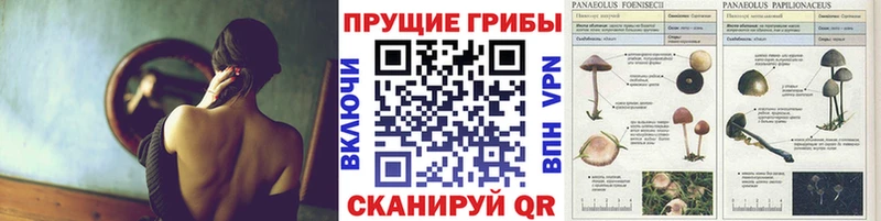 Галлюциногенные грибы Psilocybe наркотики Хабаровск